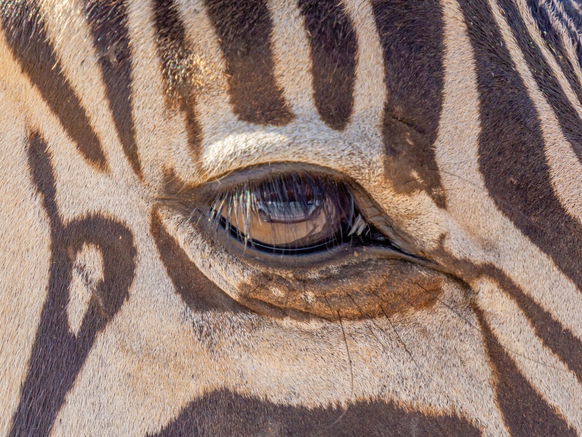 Wildlife Photography