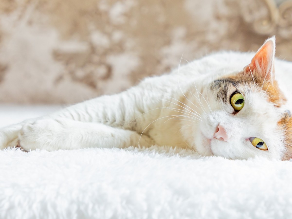 Navigating the Challenges and Joys of Pet&nbsp;Photography